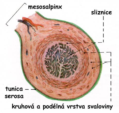 Tuba uterina / salpinx - stavba Tunica mucosa: epitel jednovrstevný cylindrický vybíhá v řasy (plicae tubariae), jichž ubývá buňky sekreční - ochrana a výživa oocytu kděložnímu ústí, v druhé fázi