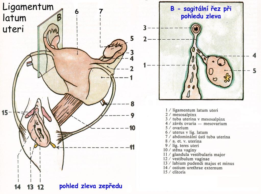 duplikatura peritonea