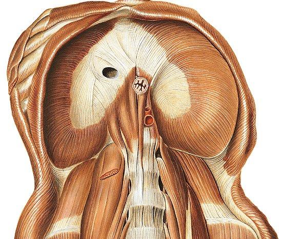 Pars sternalis, costalis, lumbalis, centrum tendineum Foramne venae cavae, hiatus oesophageus, hiatus