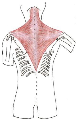 TRAPÉZOVÝ SVAL (musculus trapezius) (rozsáhlý plochý sval kápovitého tvaru) od kosti týlní a od