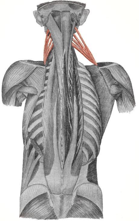 ZDVIHAČ LOPATKY (m. levator scapule) (je uložen pod horní částí svalu trapézového, má také obdobnou funkci) od příčných výběžků 1. 4.