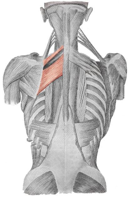 MEZILOPATKOVÉ SVALY (velký + malý sval rhombický + střední část trapézového svalu) Malý rhombický sval (m. rhomboideus minor) Malý rhombický leží šikmo mezi lopatkou a páteří od trnů 6. a 7.