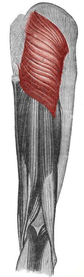 extenze (zanožení) v kyčli, významná posturální funkce (v stoji fixace pánve a kolena), horní vlákna abdukce (unožení), dolní část addukce (přinožení) a zevní rotace kyčle DIAGNOSTIKA Diagnostikuje