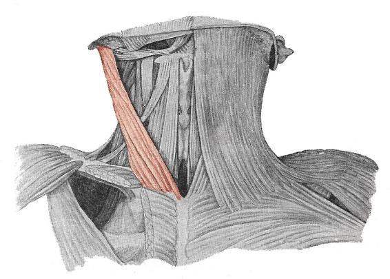 hlavovým nervem, nervem přídatným (n. accessorius), a částečně vzniká z krčních somitů, tato část je řízena nervy krční míchy. 1. na rukojeti kosti hrudní (sternum) 2.