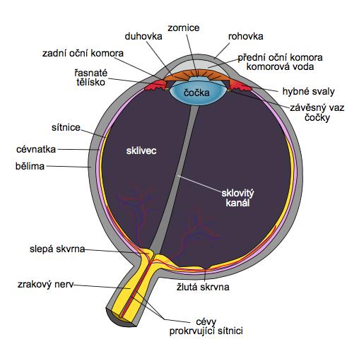 1.2 Střední cévnatá vrstva Střední cévnatou vrstvu tvoří cévnatka (choroidea), řasnaté tělísko (corpus ciliare) a duhovka (iris). Tyto jednotlivé části jsou označovány termínem živnatka.