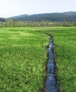 A AGRO-ENVI Krmný biopás SMĚSI PRO BIOPÁSY Směs pro zatravňování drah soustředěného odtoku A AGRO-ENVI přispívá k pestrosti a rozmanitosti krajiny zvyšuje potravní nabídku pro volně žijící živočichy