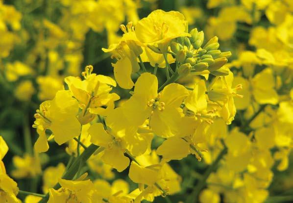 Odrůdy VP AGRO Výnos semen (%), SDO 20-6, hybridní odrůdy, průměr teplé a chladné oblasti (ÚKZÚZ) 22 9 20 2 0 0 09 08 08 06 05 0 0 0 0 0 00 02 0 90 80 ALLISON Alicante Silver DK Exception DK