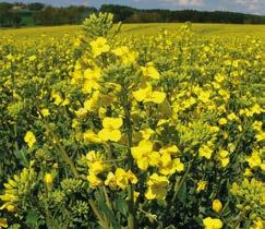 Odrůdy VP AGRO Odrůdy RAPOOL Vlastnosti odrůd ATORA registrace ČR 206 polopozdní robustní hybrid s kompaktním šešulovým patrem vzrůstnější rostliny (67 cm) s pevnými lodyhami, které zajišťují dobrou