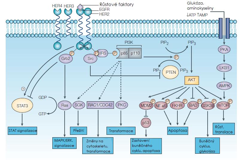Aktivovaný protein Akt je již efektor, který aktivuje biologickou odpověď buňky, například transport glukosy, glykolýzu, syntézu glykogenu, zvětšení buňky, pokročení buněčném cyklu a inhibici