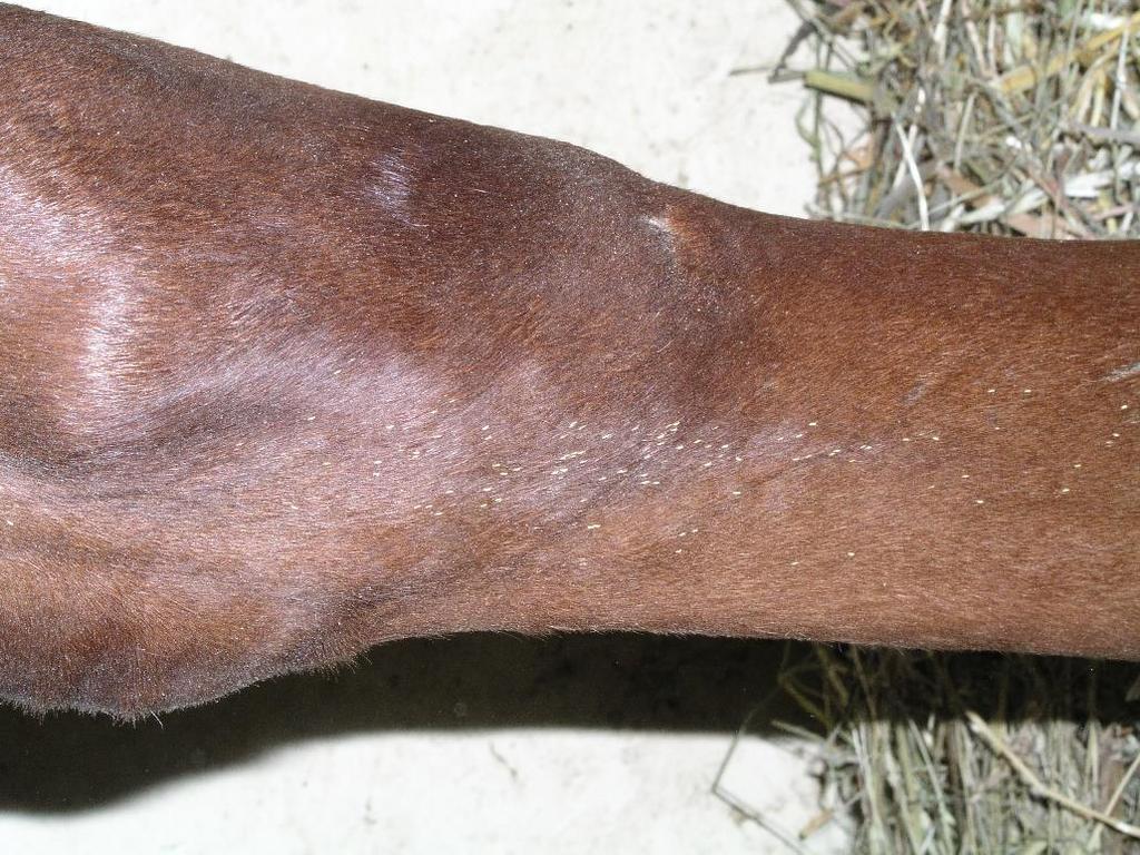 Gasterophilus intestinalis je nejběžnějším žaludečním střečkem u koní. V dospělosti je to robustní tmavý hmyz velikosti 10-15 mm, vajíčka jsou velikosti dva milimetry a larvy jsou veliké 16-20 mm.