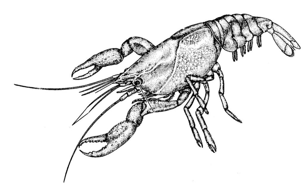 charakteristika Crustacea Malacostraca Malacostraca - rakovci přes 20 000 druhů většinou pevný inkrustovaný krunýř stálý počet článků: hlava (6 čl.), hruď (8 čl.