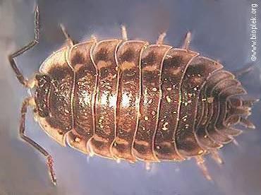 dýchání žábry Porcellio scaber -