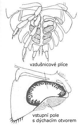 přeměněny ve vzdušnicové plíce