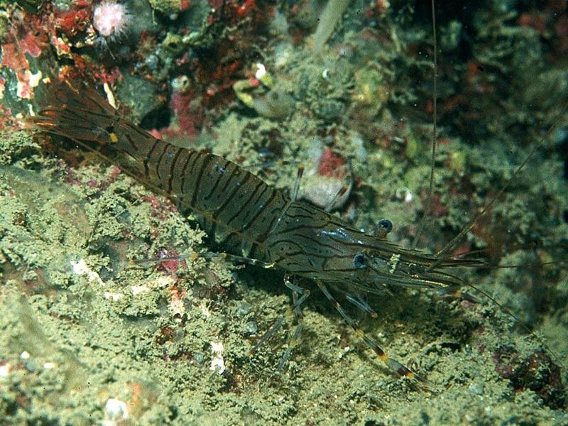 Středozemní moře, (5 cm), loví se a konzervují,