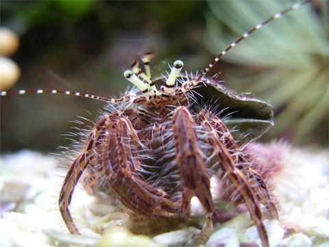 charakteristika a zástupce Decapoda Anomura Anomura -