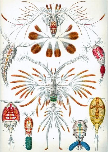 charakteristika Crustacea Copepoda Copepoda - klanonožci přes 10 000 druhů různé biotopy od moře po horské louže na ledovcích tělo válcovité nebo kyjovité 1-2 mm (parazité větší) bez dýchacích org.