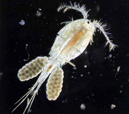 charakteristika a zástupce Copepoda Cyclopoida Cyclopoida - buchanky