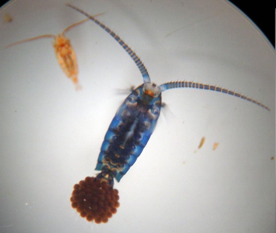 charakteristika a zástupci Copepoda Calanoida Calanoida -