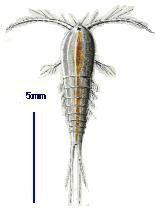 charakteristika Copepoda Harpacticoida