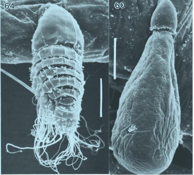 charakteristika Crustacea Tantulocarida Tantulocarida - tantulovky ektoparazité hlubokomořských