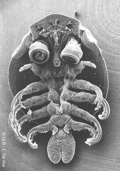 pár maxil přísavky Argulus foliaceus - kapřivec plochý antenula anténa Crustacea Branchiura