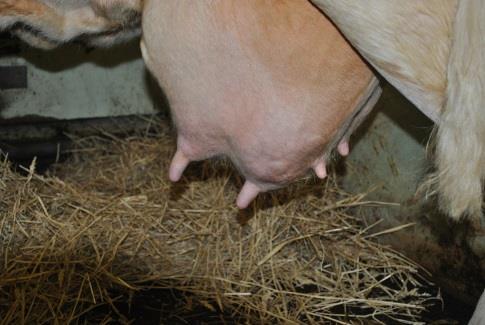 Obr. 4: Nefunkční pastruky na zadních čtvrtích 6) Měkodojné krávy (=samovolné odkapávání až tečení mléka) představují zvýšené riziko pro vznik mastitid.