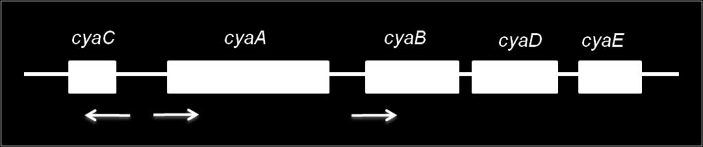 3.1.2 Struktura CyaA Gen pro produkci CyaA leží v tzv. cya lokusu. Je zde gen pro protoxin cyaa a další tři strukturní geny cyabde, nutné pro sekreci CyaA (obr. 1) (GLASER et al., 1988).