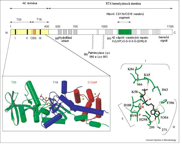 et al., 2001; ROSE et al., 1995). Mezi aminokyselinovými zbytky 1166-1281 se nachází segment zodpovídající za vazbu na CD11b/CD18 receptor (EL-AZAMI-EL-IDRISSI et al., 2003).