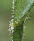 Bromus