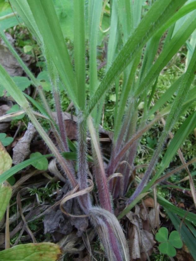 Bromus