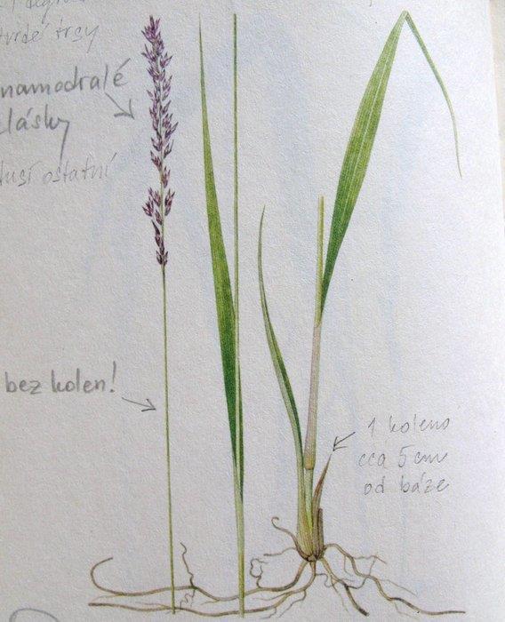 Molinia