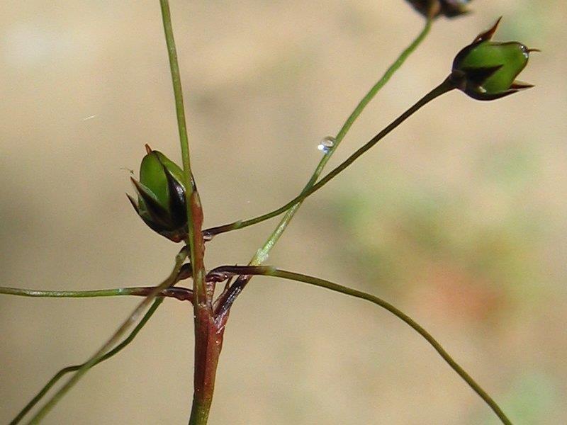 Juncaceae sítinovité Listy