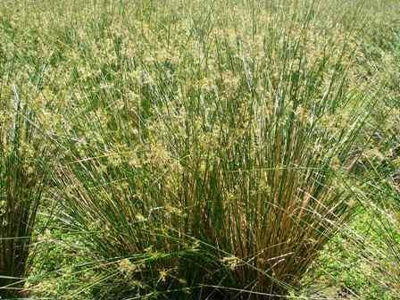 Juncus