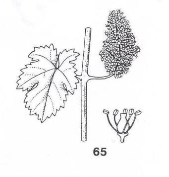 C 22 C 25 C Znojmo 21 C 21 C 24 C http://www.yr.no 1.2. Fenofáze révy 57 květenství je zcela vyvinuté, jednotlivé kvítky odstávají 61 první květní čepičky se oddělují z květního lůžka 65 plné