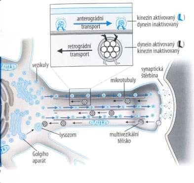 Axonální transport na mikrotubulech mitochondrie Pomalý