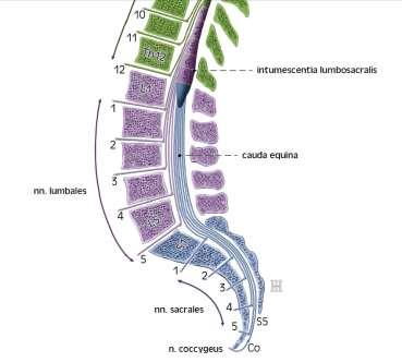 Vertebro-medulární topografie vztah těl obratlů a míšních segmentů Segment = vertebra Segment =