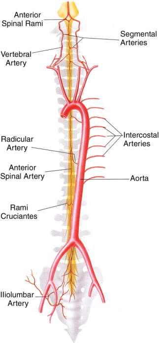Tepny zásobující míchu a páteřní kanál a. vertebralis Adamkiewiczova tepna (a.spinalis magna) odstup z a. intercostalis post. ve výši Th9 L1 (Th7-L2) a.spinalis anterior rr.
