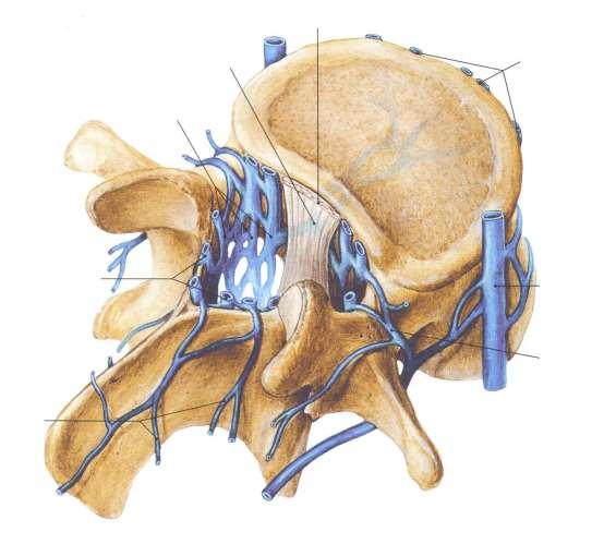 Páteřní kanál žíly Plexus venosi vertebrales interni anteriores Plexus venosi vertebrales externi anteriores vv.