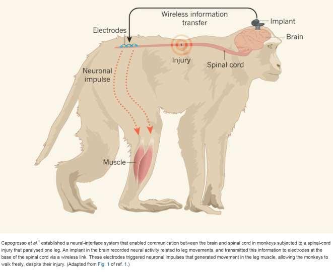 wireless electronic connection between the brain and spinal cord restored movement in two monkeys that were each paralysed in one leg as a result of a spinal-cord injury.