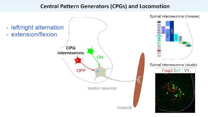 Inteurneurony v míše tvoří míšní generátory lokomoce (centrální
