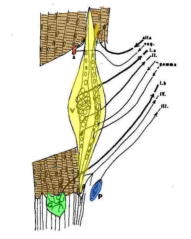 Inervace svalového vřeténka A alfa anulospirální zakončení flower spray zakončení A gamma Golgiho