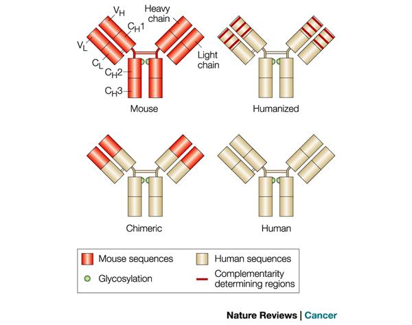 Tvorba neutralizačních protilátek při aplikaci (human anti-mouse antibody, HAMA,); není optimální vazba imunokompetent -ních buněk na myší Fc fragment (ADCC) příklad: anti-cd20 ibritumomab tiuxetan