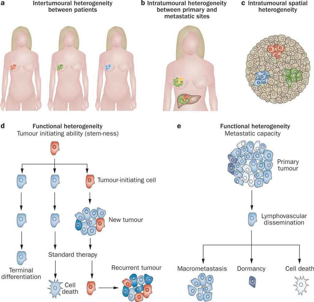 Human cancers are heterogeneous Meric-Bernstam, F. & Mills, G.