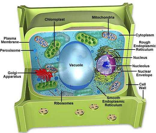 Obr. 1. Anatomie rostlinné buňky 8 Endoplazmatické retikulum ER je systém sítě váčků, které vyrábějí, zpracovávají a transportují chemické sloučeniny pro potřebu uvnitř i mimo buňky.