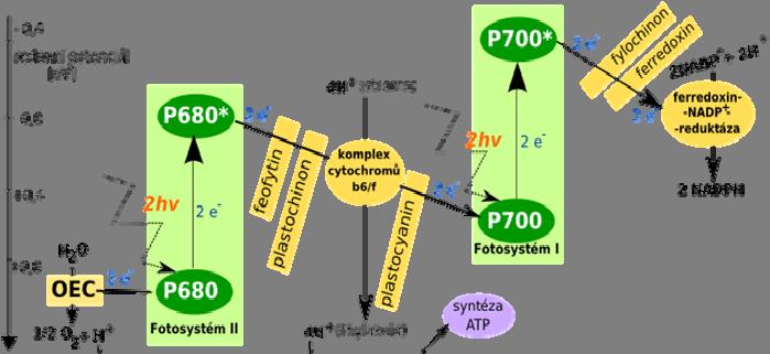 C) Řetězcem oxidoreduktas, přeměňujícím energii excitovaných elektronů na energii chemickou. Obr.