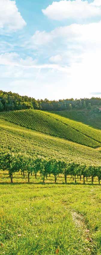 jižní BURGUNDy a SAÔNE südburgund UND BRESSE Přístav: SAINT-LÉGER-SUR-DHEUNE CANAL DU CENTRE, SAÔNE, SEILLE Ideálně položena základna v St.Léger-sur-Dheune umožní různé kursy.