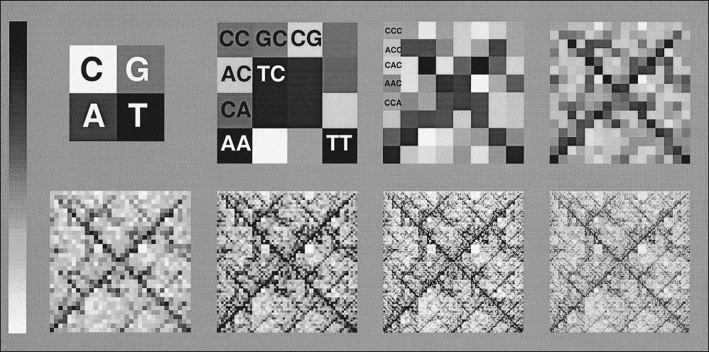diagonály naznačují purinové/pyrimidinové rozložení. Každý kvadrant je následně rozdělen na čtyři subkvadranty, které obsahují sekvence končící daným dinukleotidem.