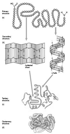 3. terciální trojrozměrné uspořádání polypeptidových řetězců v důsledku různorodosti chemické