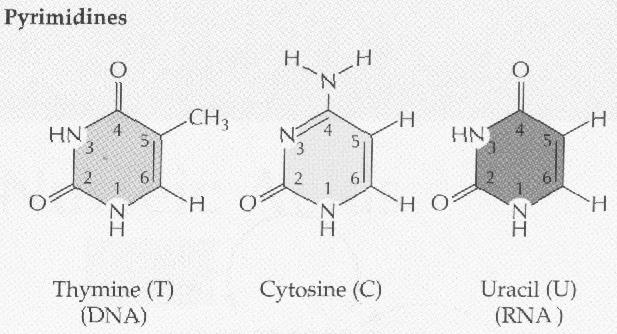 kyselinu fosforečnou Zorganických bází se v nukleotidech vyskytují: 1.purinové báze adenin a guanin 2.