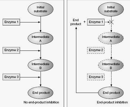 Inhibitory enzymů Metabolismus